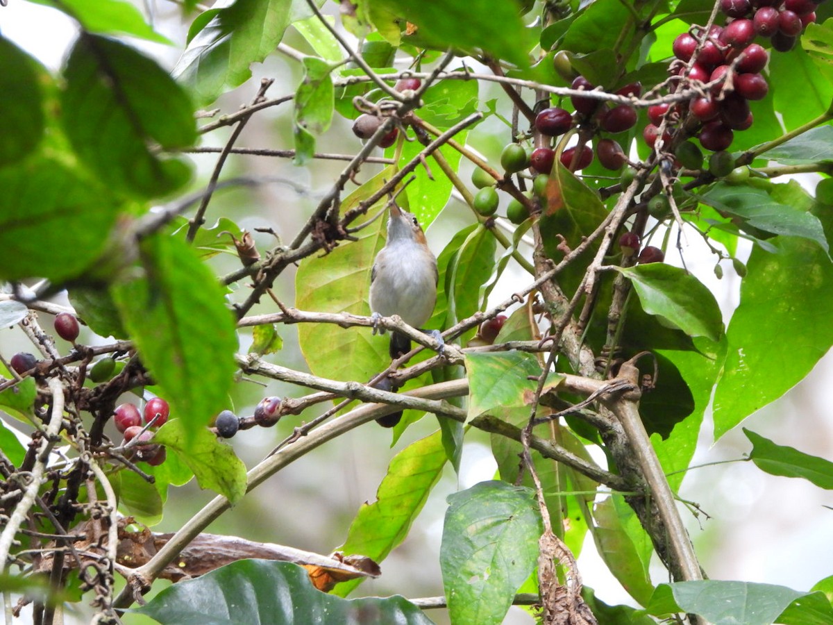 Long-billed Gnatwren - ML626467676