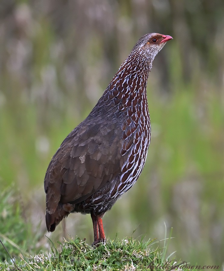 Jackson's Spurfowl - ML626467757