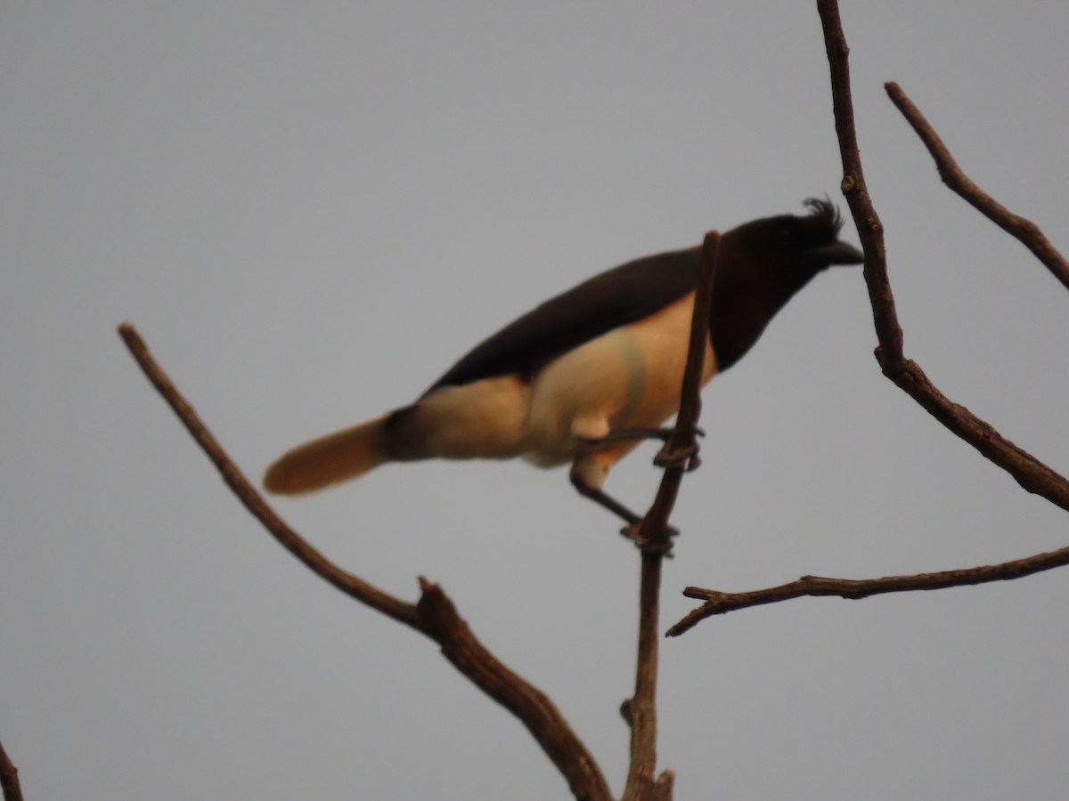 Curl-crested Jay - ML626467771