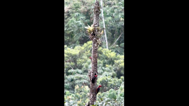 Red-necked Woodpecker - ML626467777