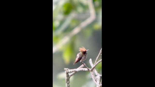 Rufous-crested Coquette - ML626467790