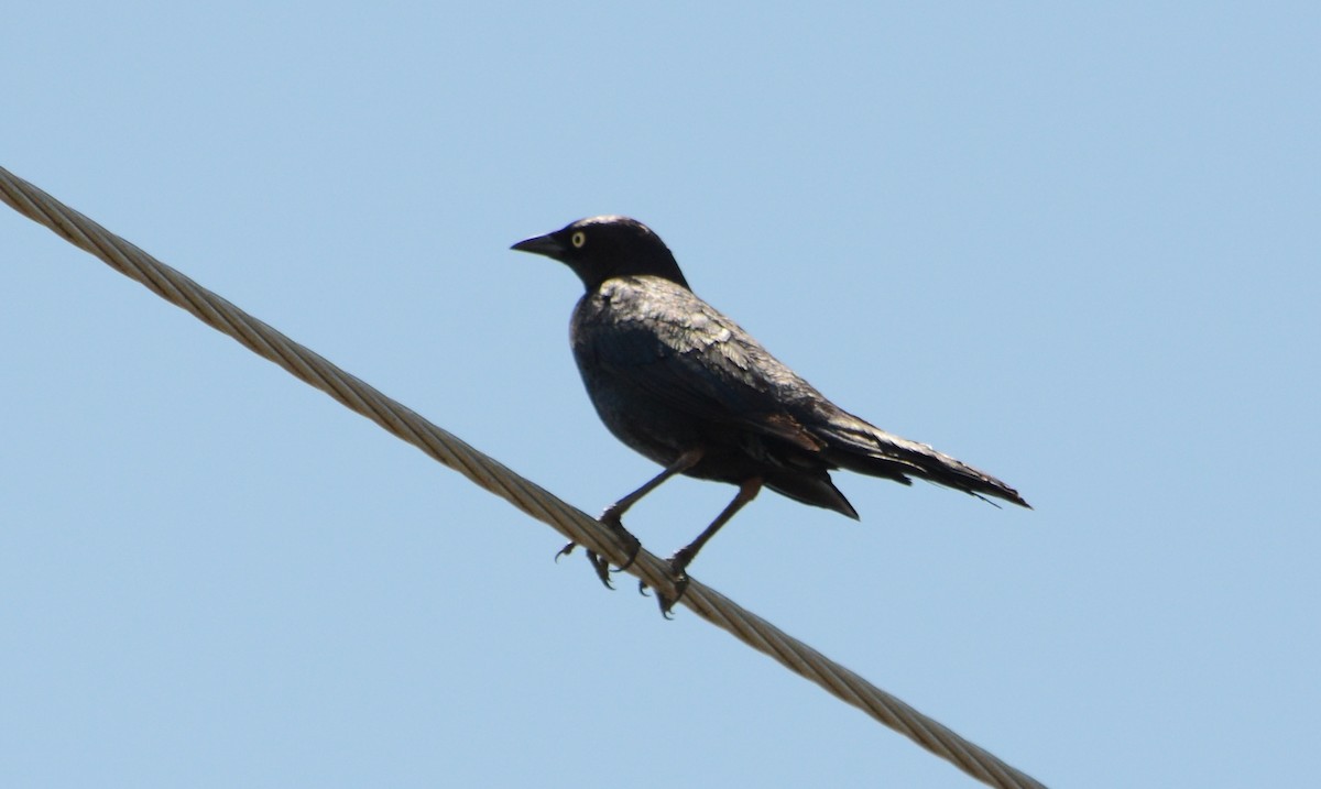 Brewer's Blackbird - Mark  Ludwick