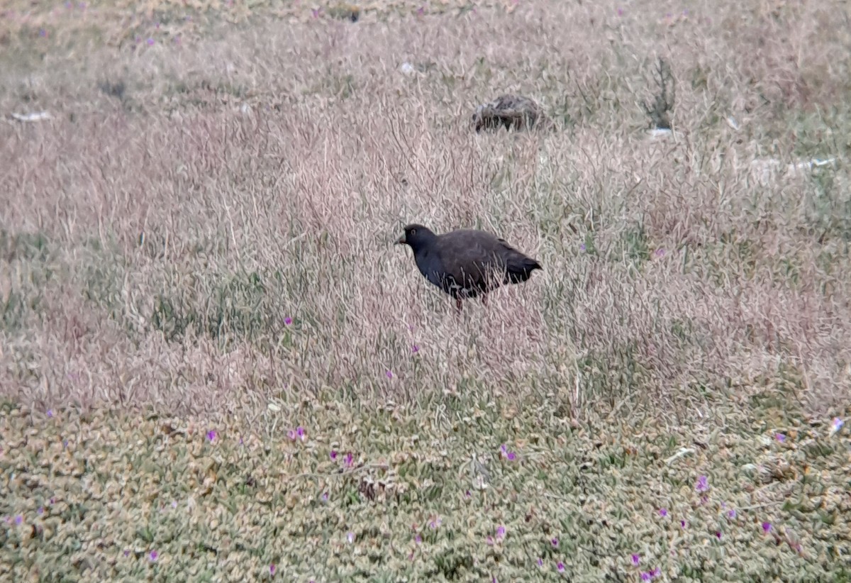 Black-tailed Nativehen - ML626467873