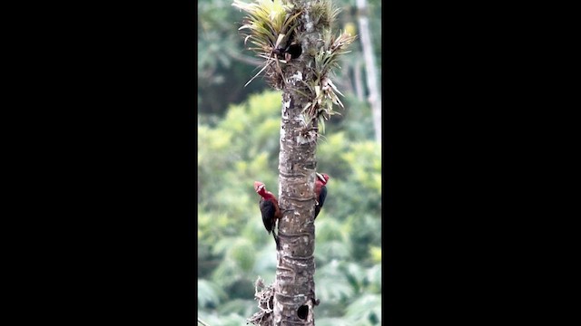 Red-necked Woodpecker - ML626467904