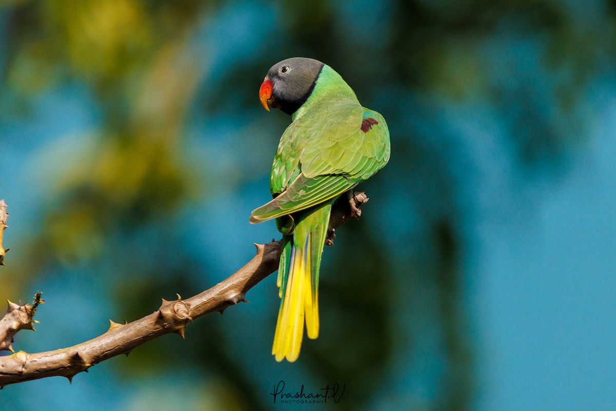 Slaty-headed Parakeet - ML626467961