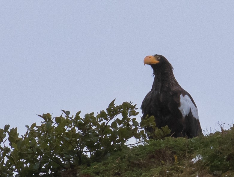 Steller's Sea-Eagle - ML626468056