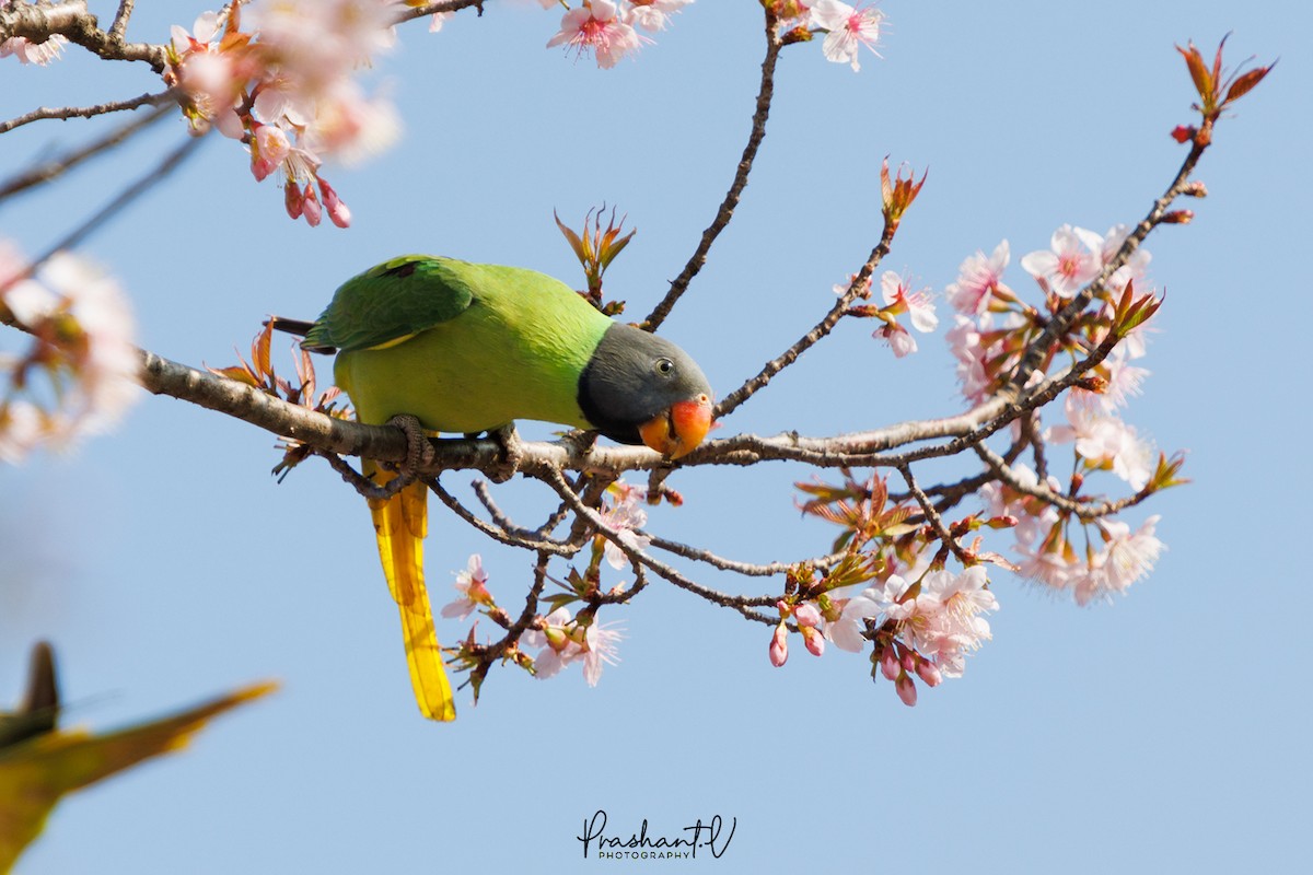 Slaty-headed Parakeet - ML626468154