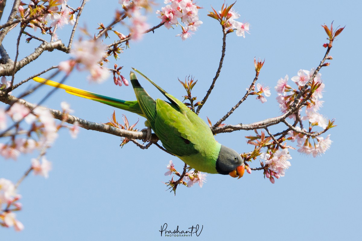 Slaty-headed Parakeet - ML626468155