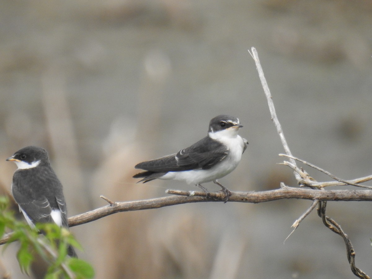White-rumped Swallow - ML626468421