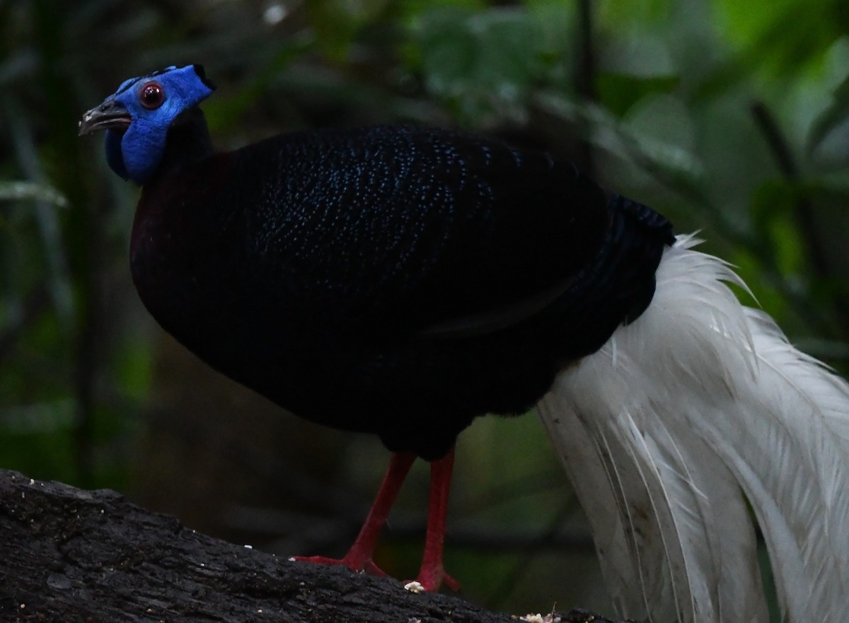 Bulwer's Pheasant - ML626468693