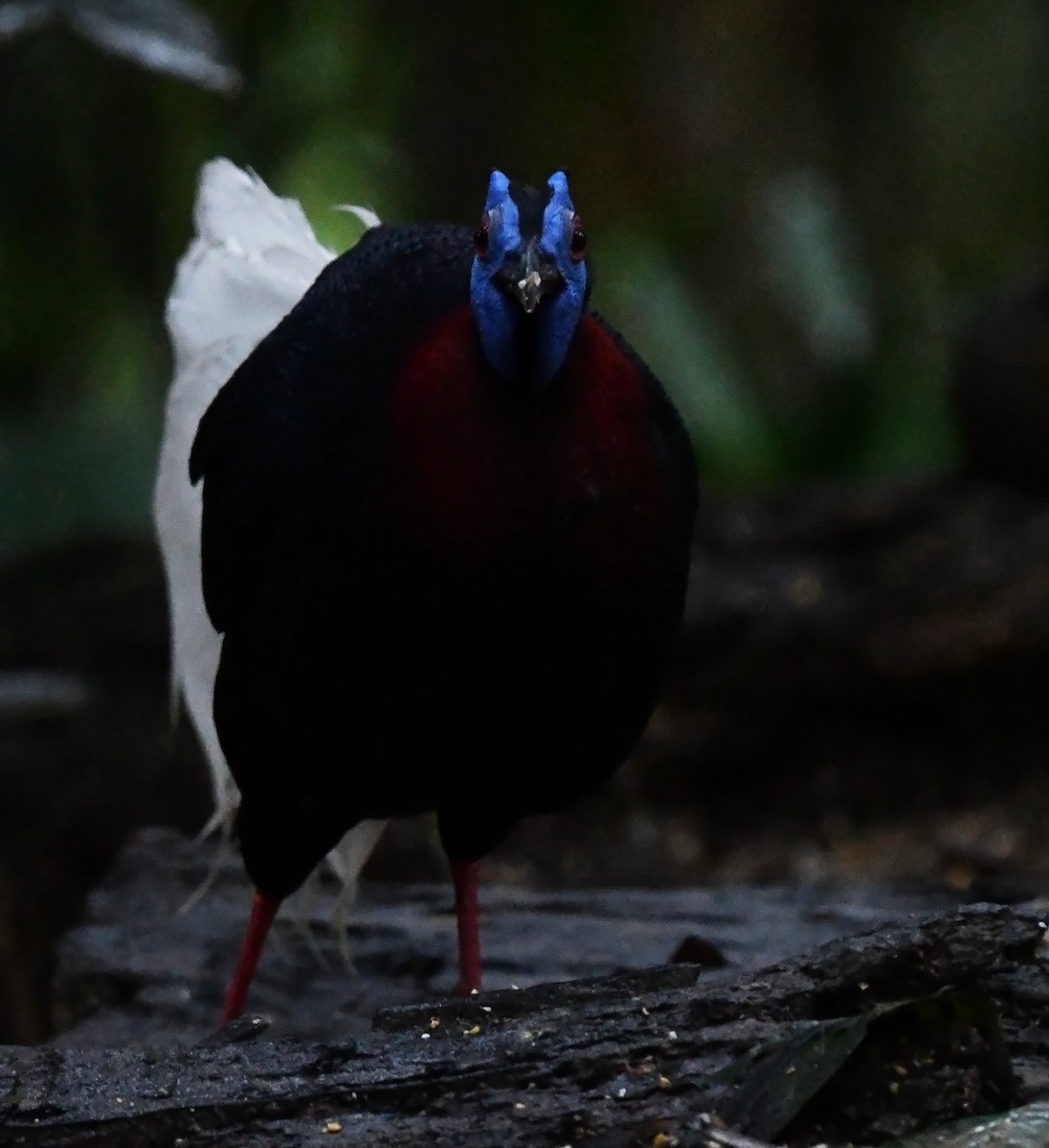 Bulwer's Pheasant - ML626468694