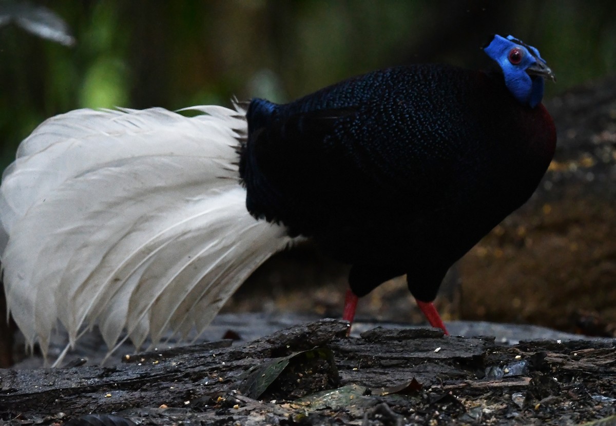 Bulwer's Pheasant - ML626468695