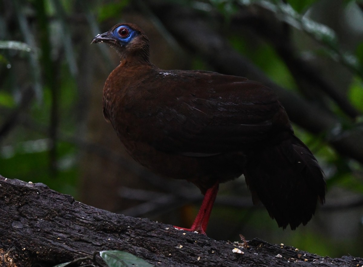 Bulwer's Pheasant - ML626468696