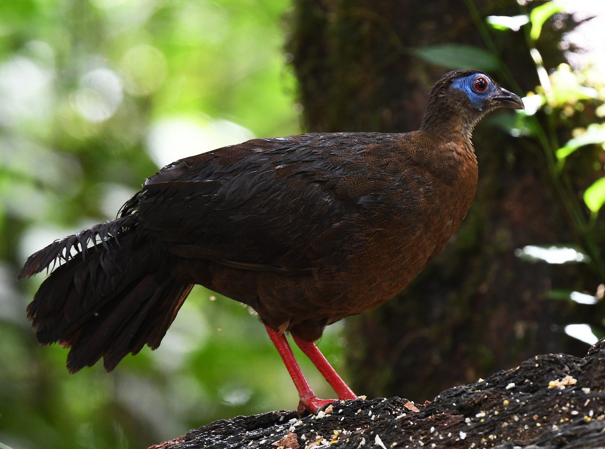 Bulwer's Pheasant - ML626468697