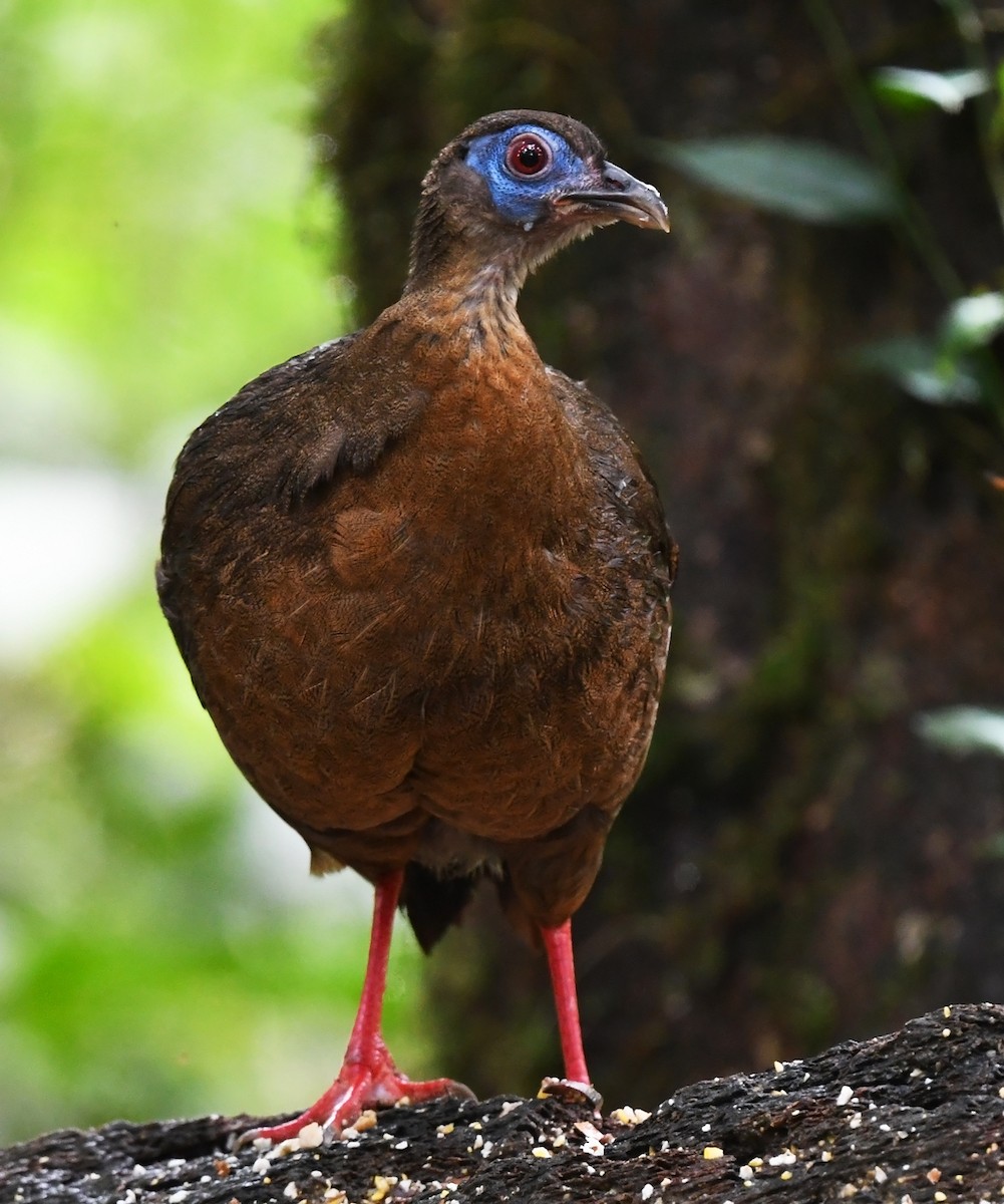 Bulwer's Pheasant - ML626468698