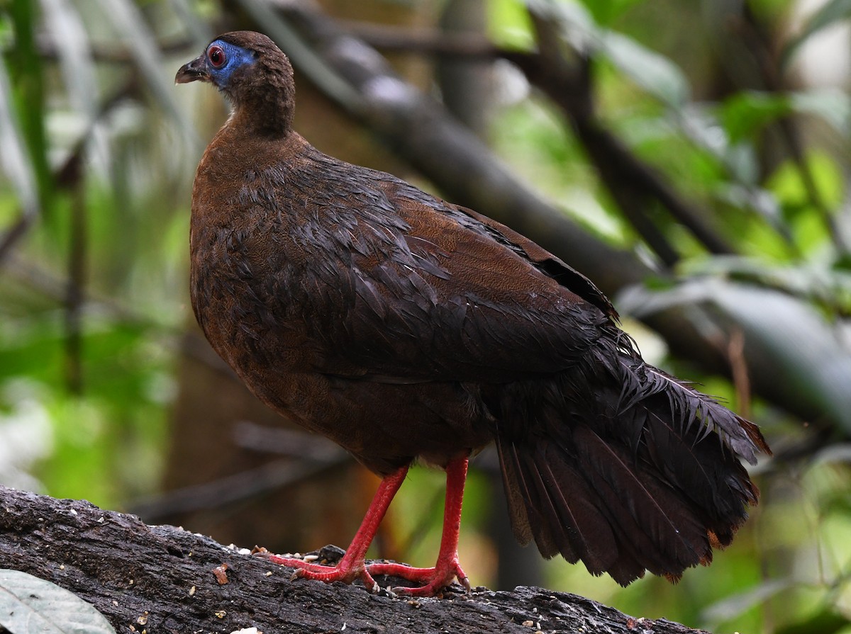 Bulwer's Pheasant - ML626468699