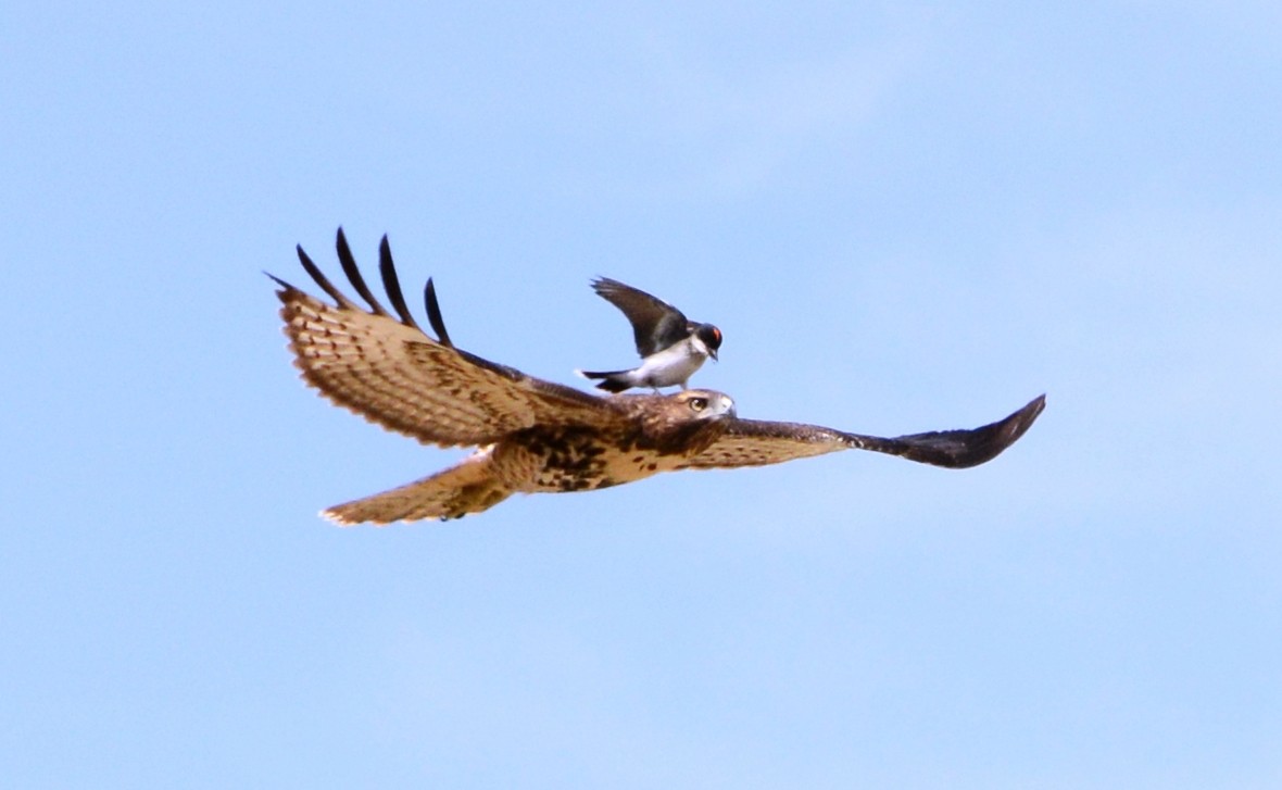 Red-tailed Hawk - Mark  Ludwick