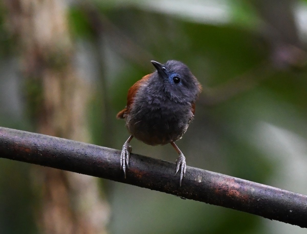 Gray-hooded Babbler - ML626468720