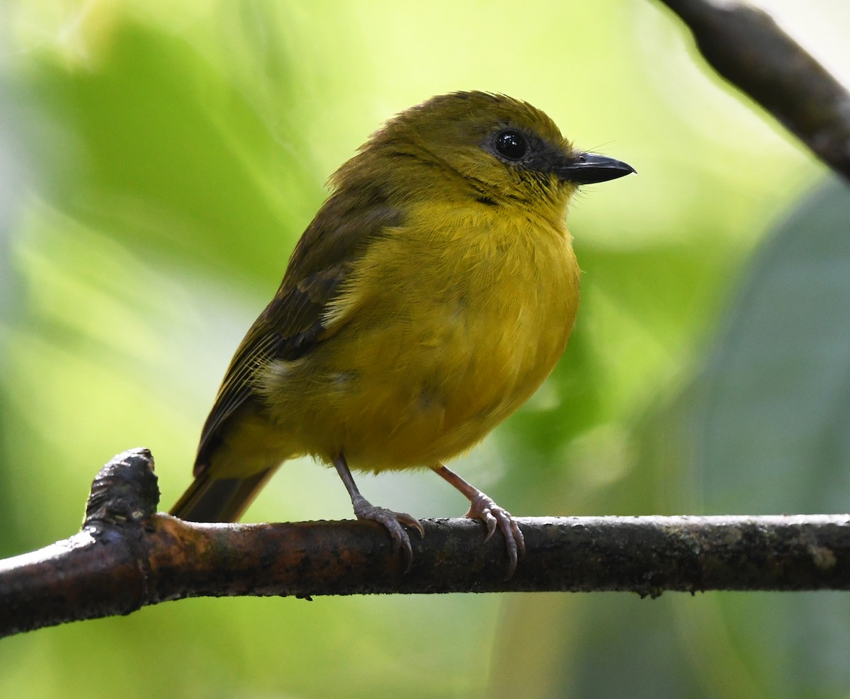 Bornean Whistler - ML626468781
