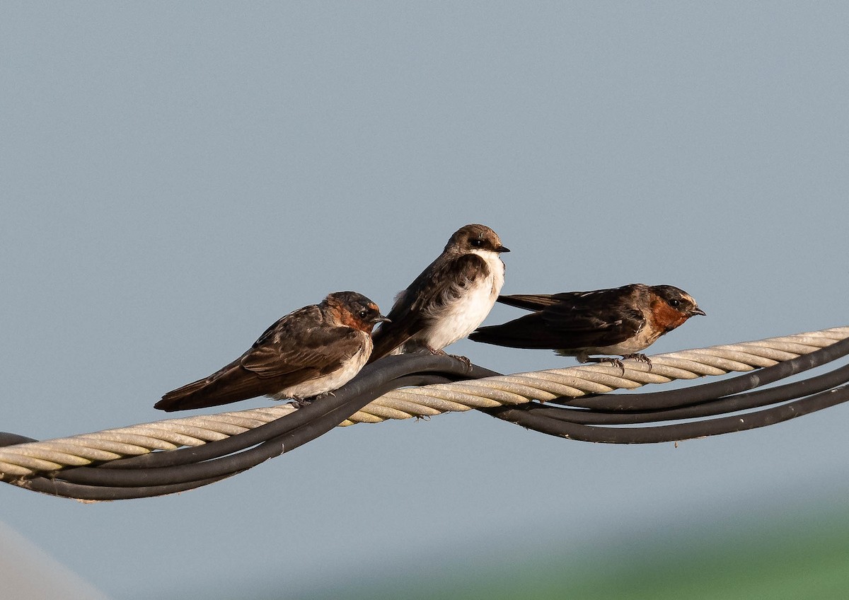 Cliff Swallow - ML626468809