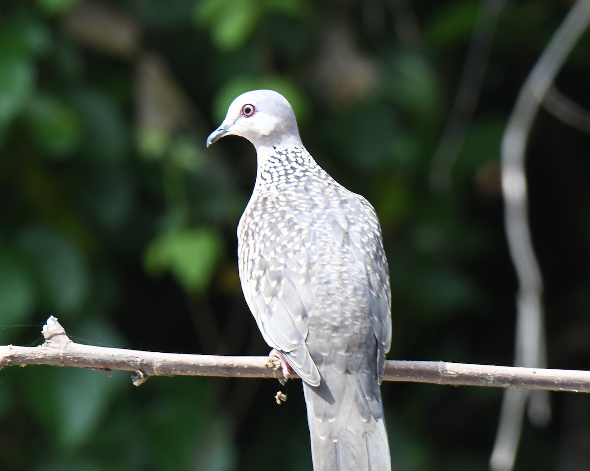 Spotted Dove - ML626468811