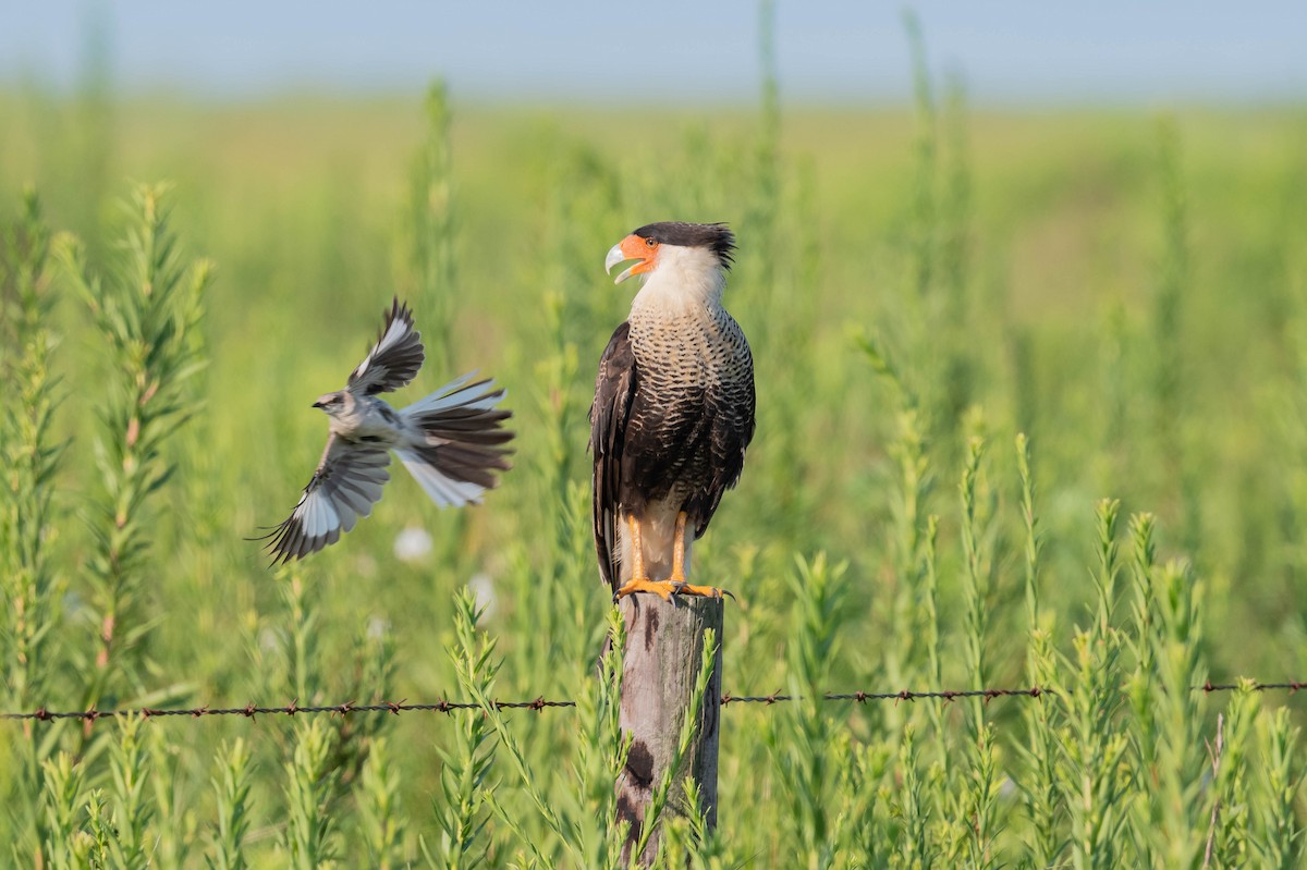 Northern Mockingbird - ML626468814