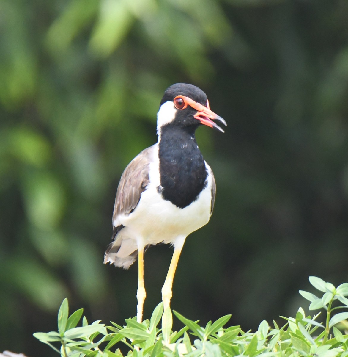 Red-wattled Lapwing - ML626468817