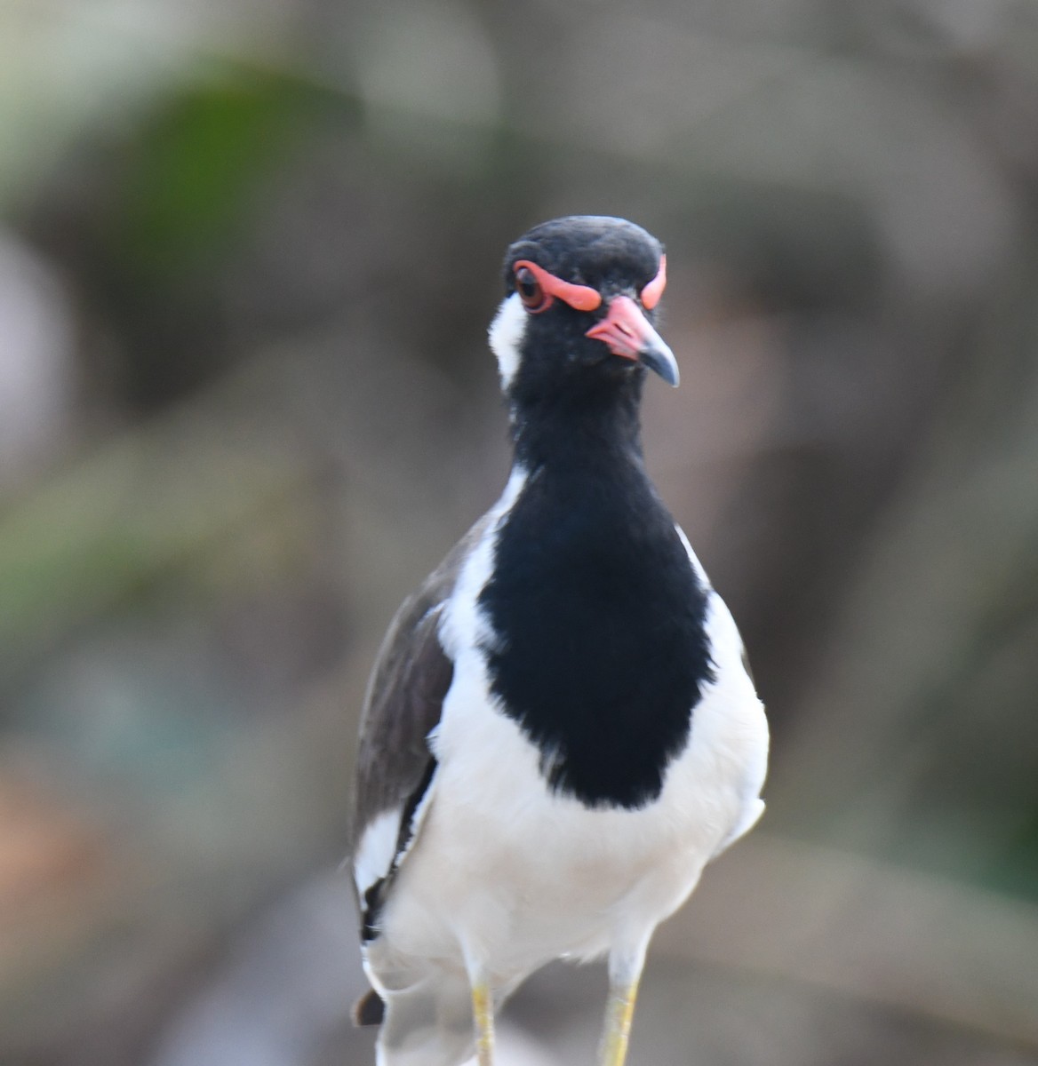 Red-wattled Lapwing - ML626468818
