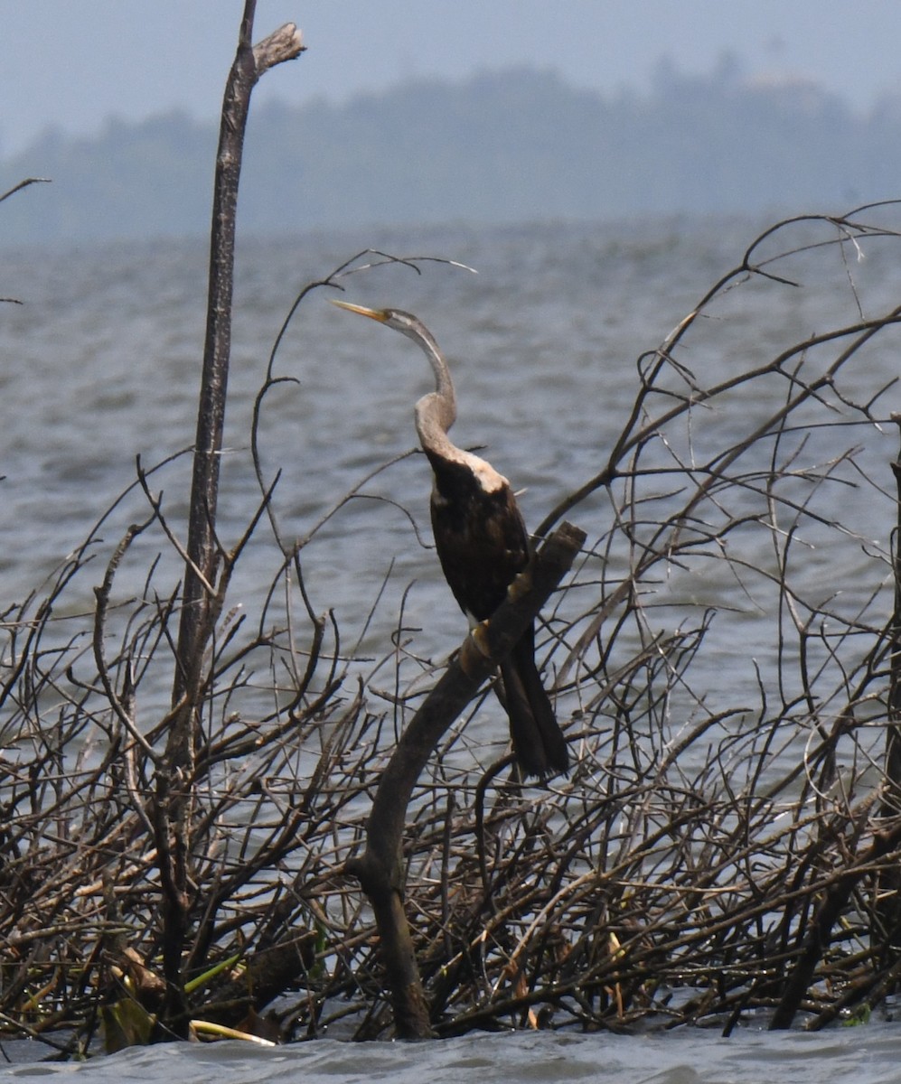 Oriental Darter - ML626468824