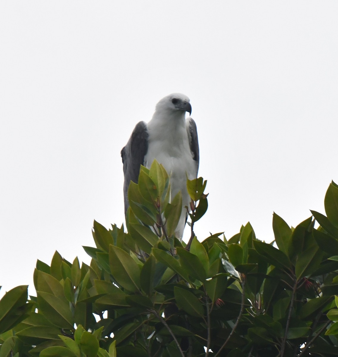 White-bellied Sea-Eagle - ML626468840