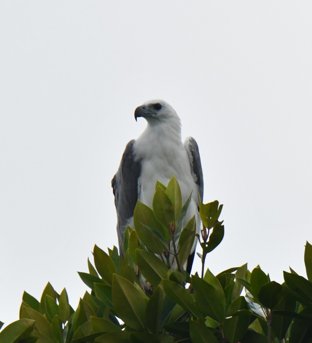 White-bellied Sea-Eagle - ML626468841
