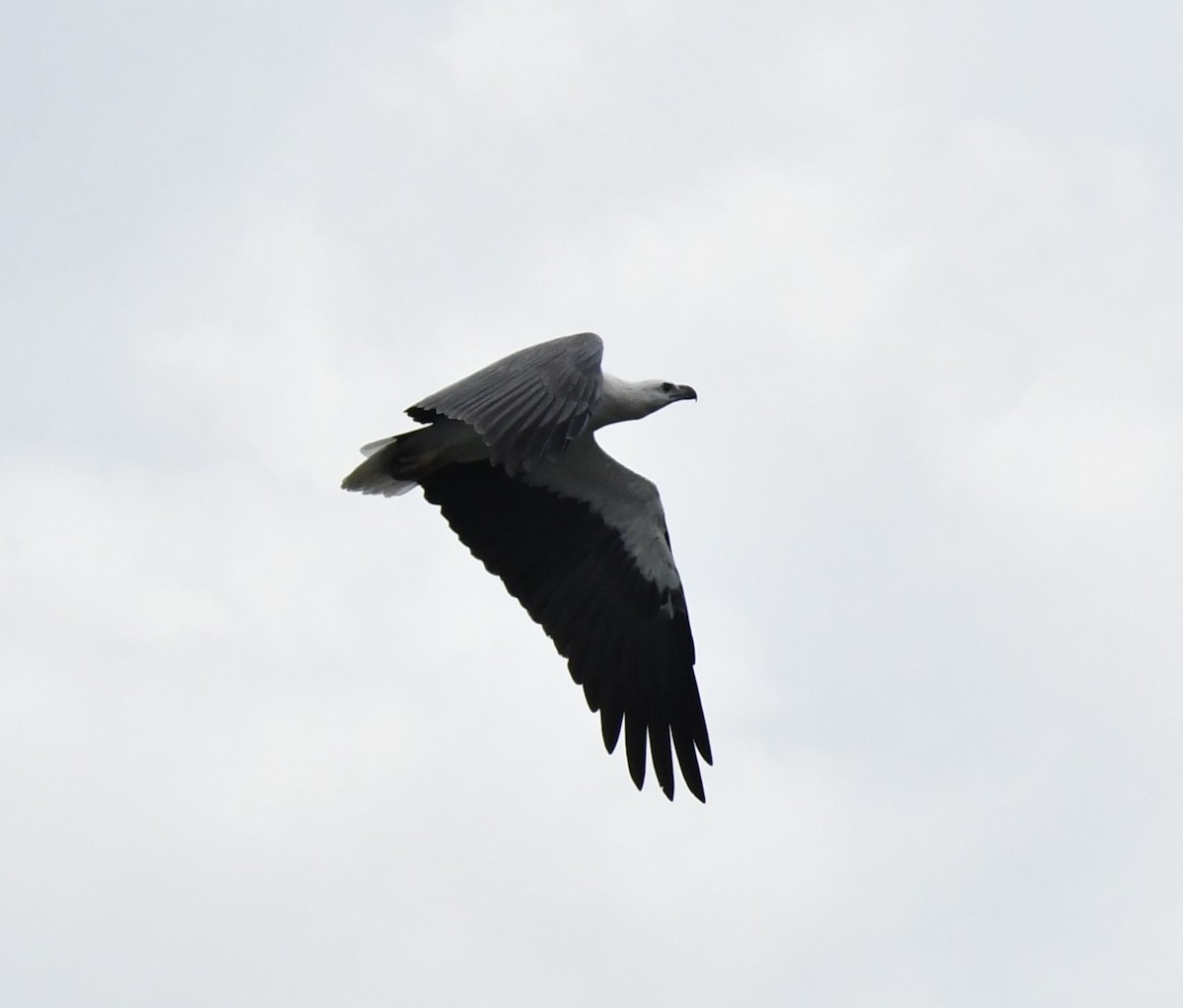 White-bellied Sea-Eagle - ML626468842