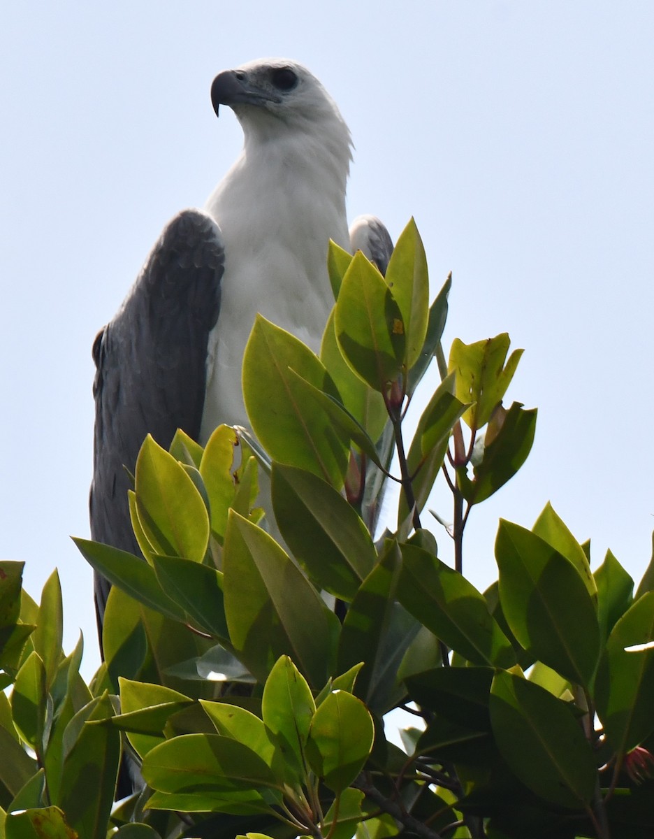 White-bellied Sea-Eagle - ML626468843