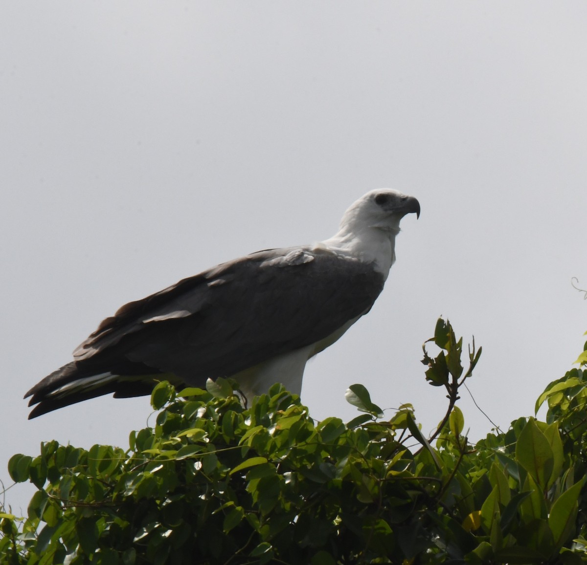 White-bellied Sea-Eagle - ML626468844