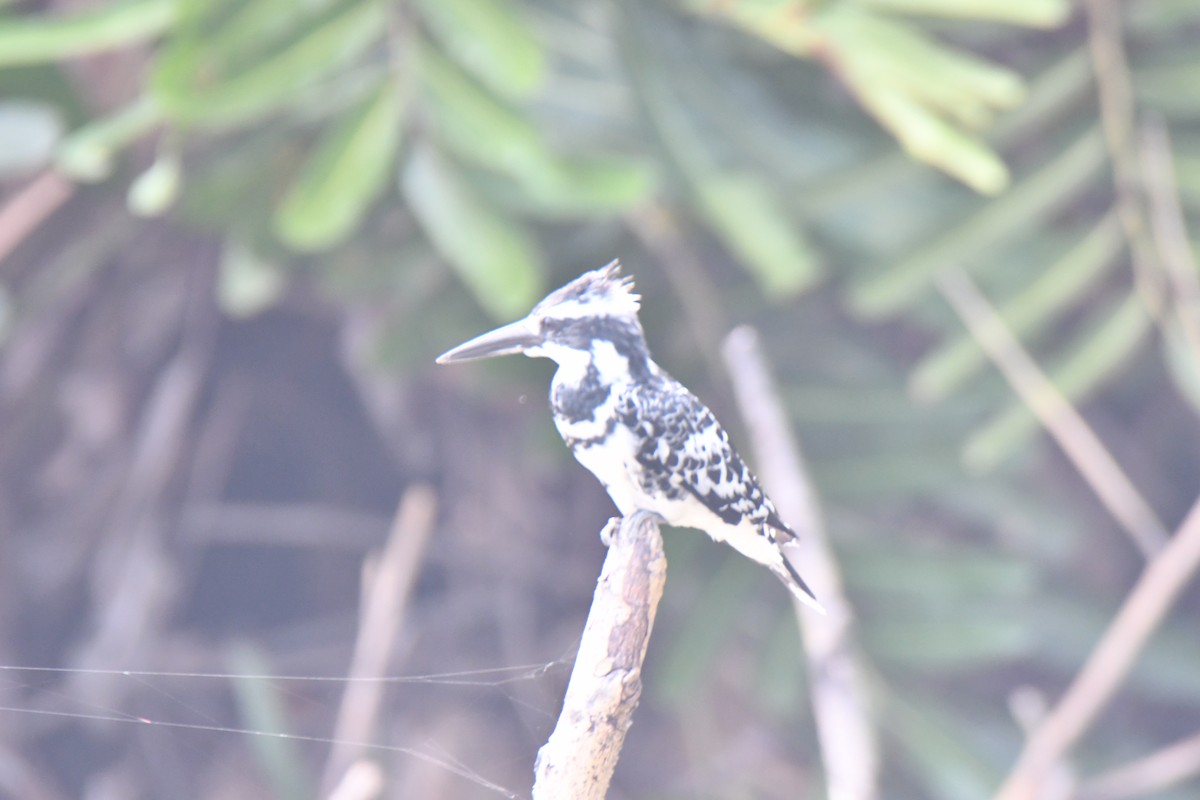 Pied Kingfisher - ML626468854