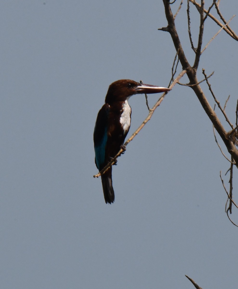 White-throated Kingfisher - ML626468858