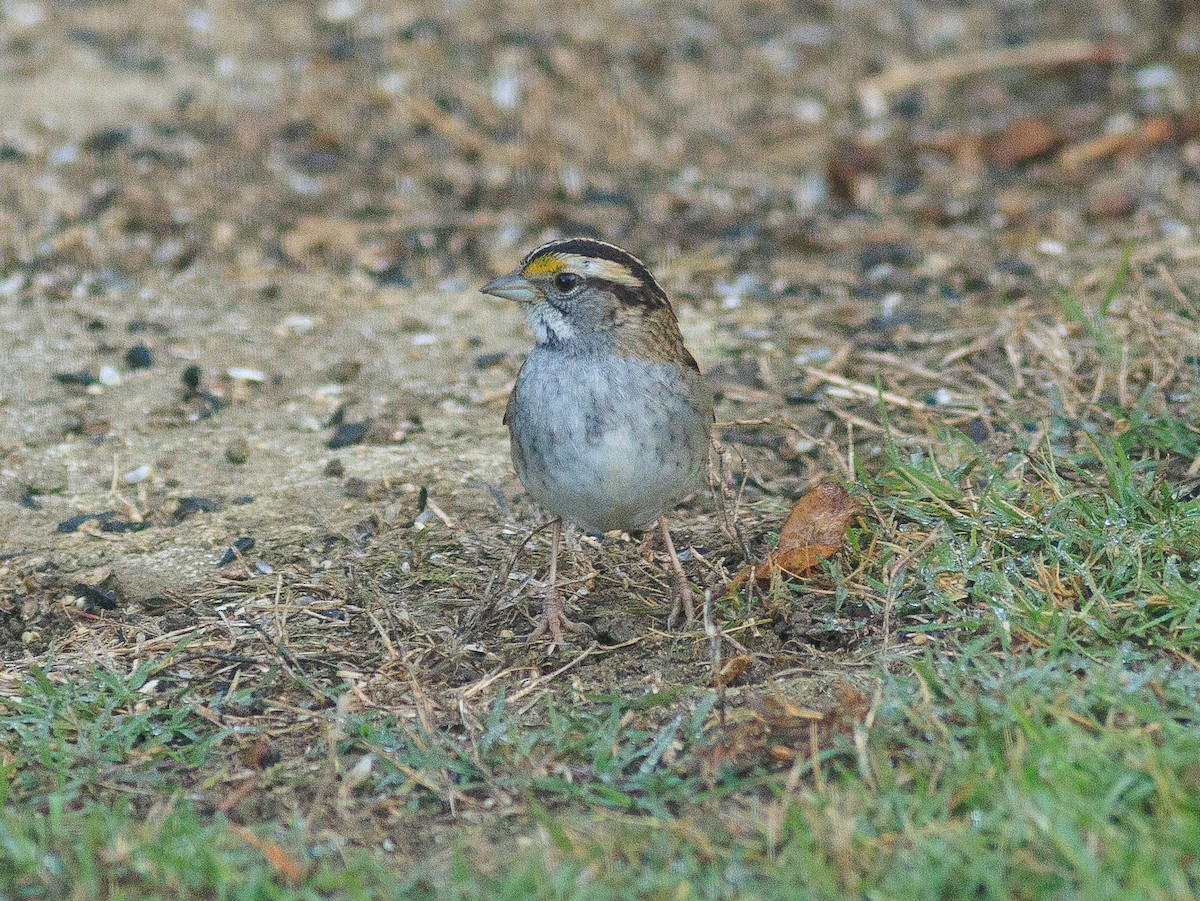 White-throated Sparrow - ML626468940