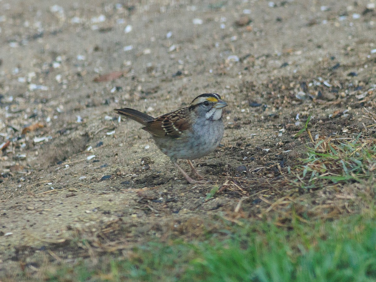 White-throated Sparrow - ML626468941