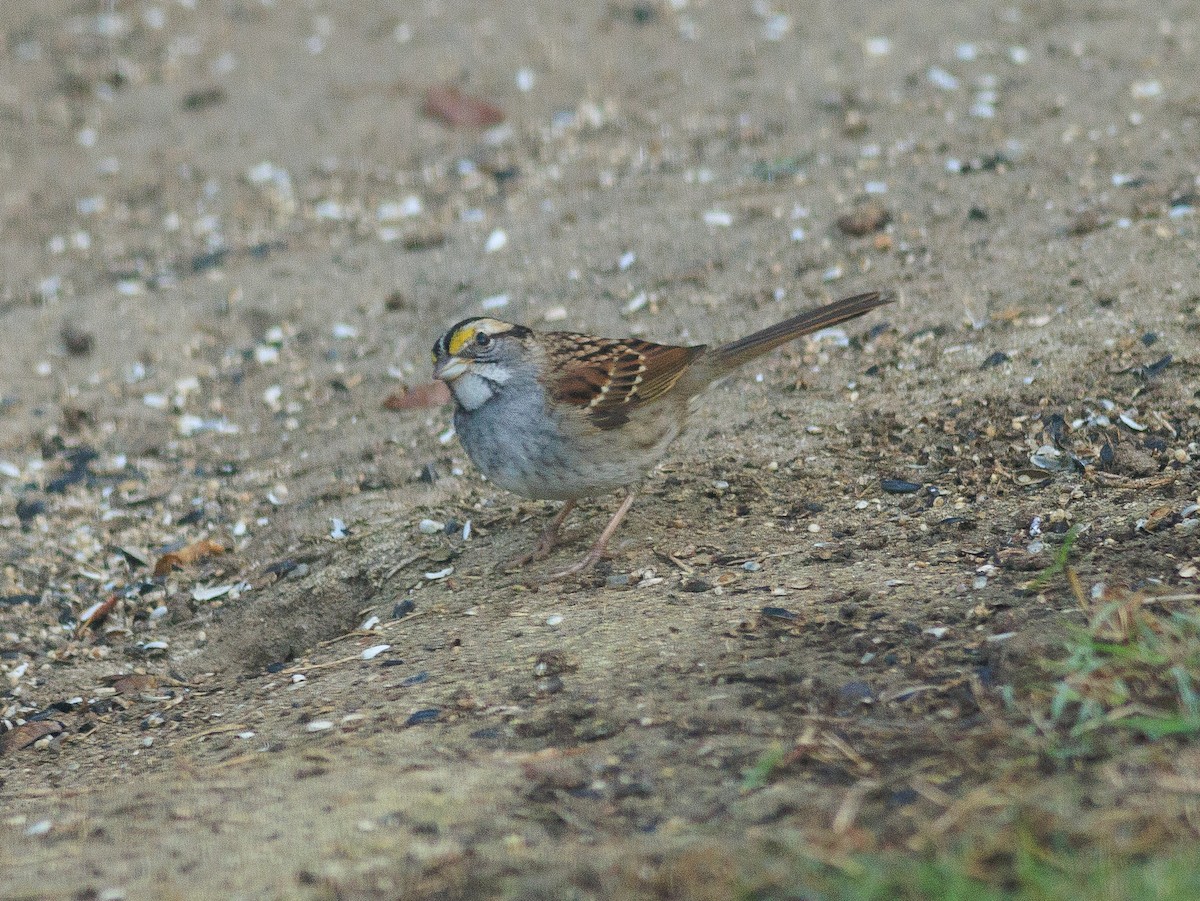 White-throated Sparrow - ML626468942