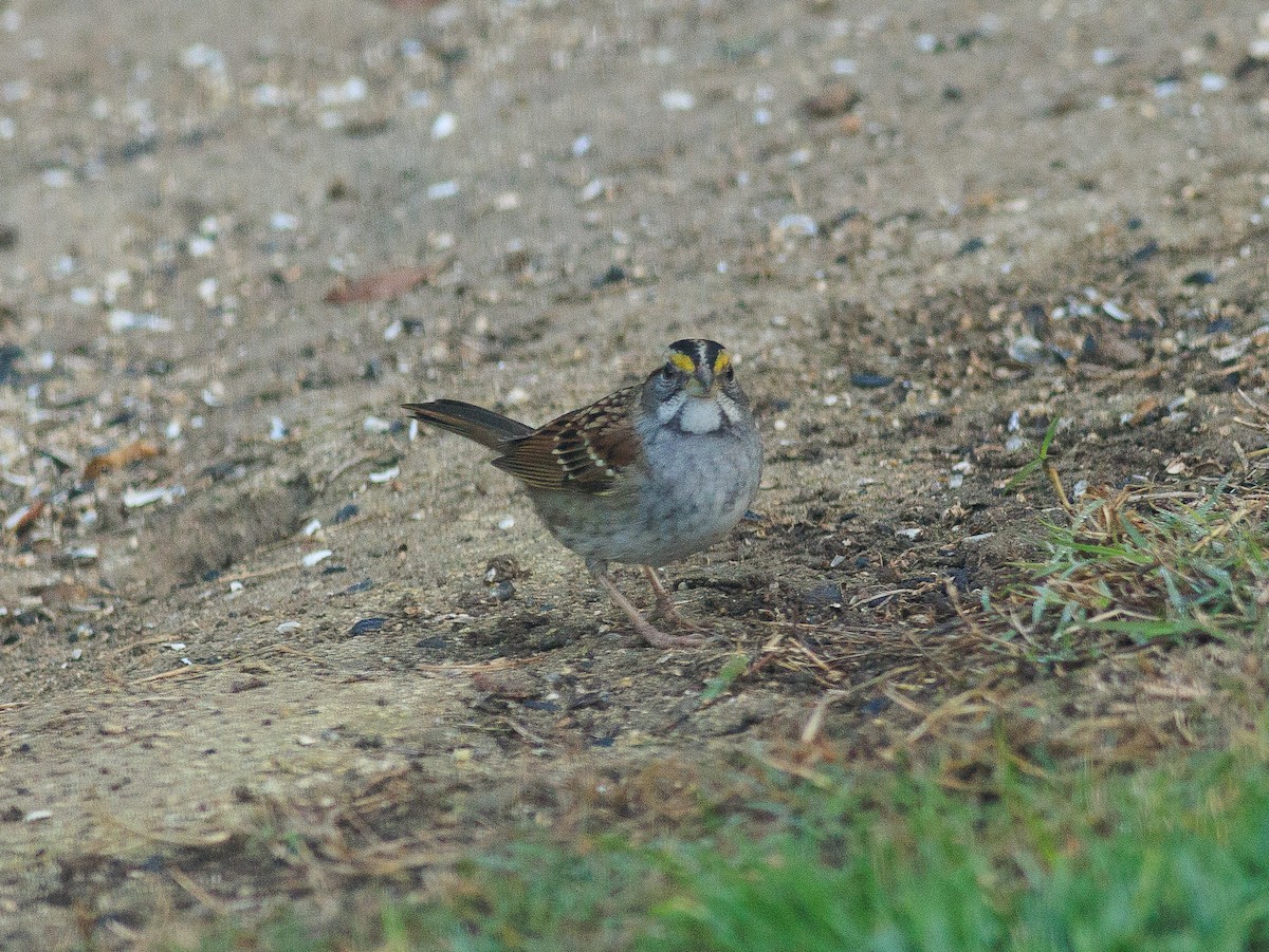 White-throated Sparrow - ML626468943