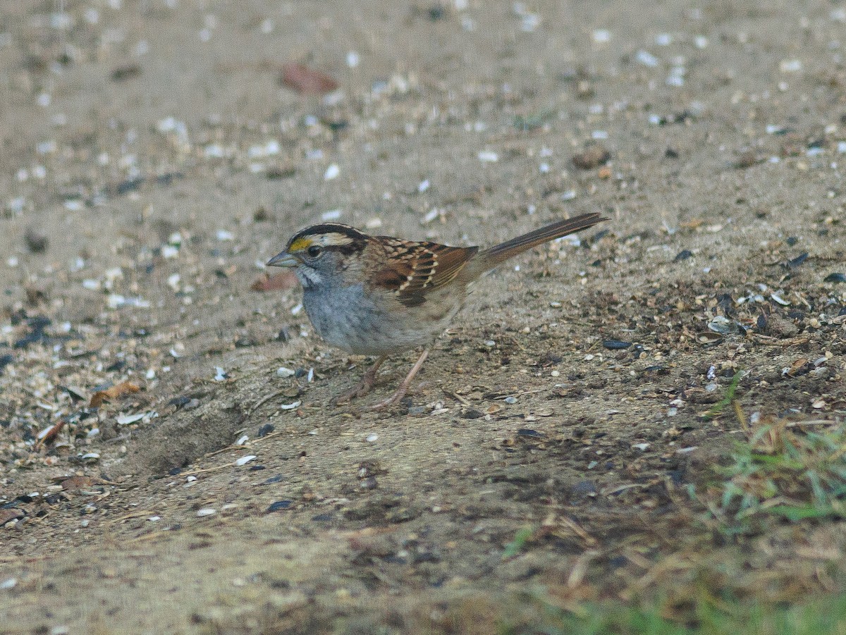 White-throated Sparrow - ML626468944