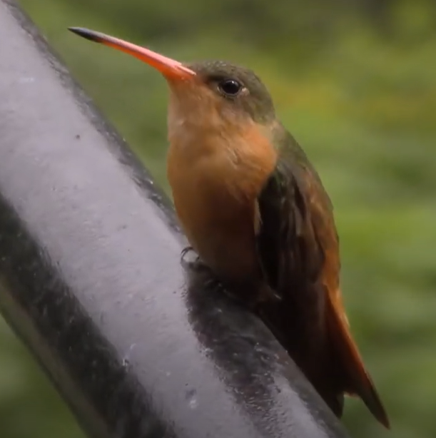 kanelkolibri - ML626468999