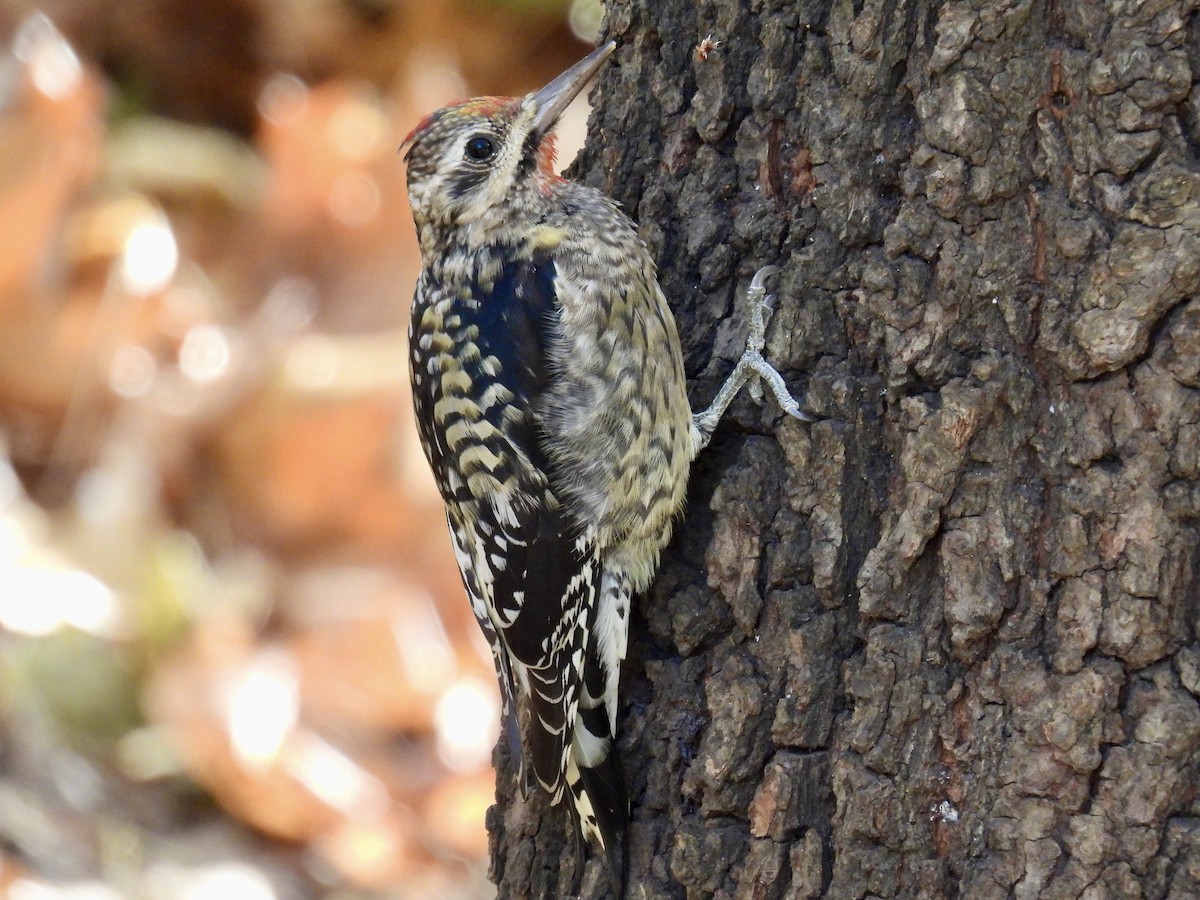 Yellow-bellied Sapsucker - ML626469031