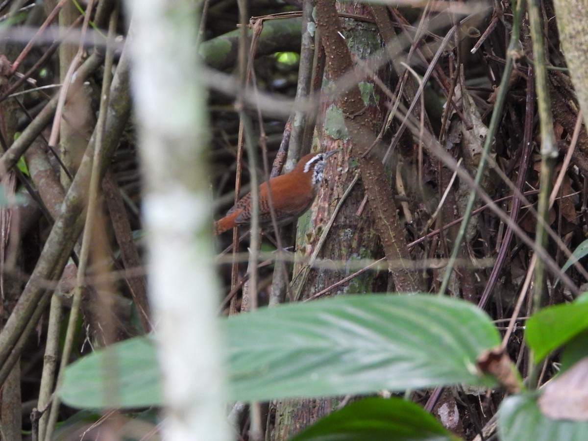 Rufous-and-white Wren - ML626469188