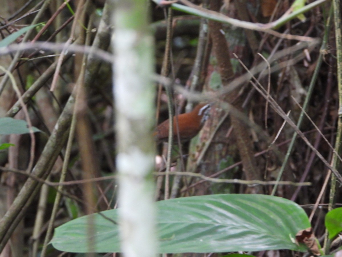 Rufous-and-white Wren - ML626469189