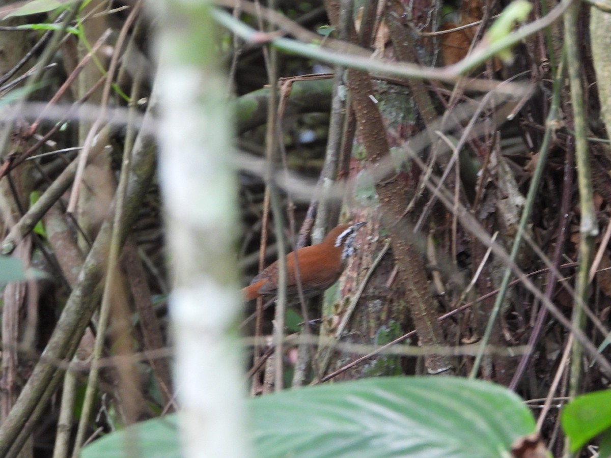 Rufous-and-white Wren - ML626469190