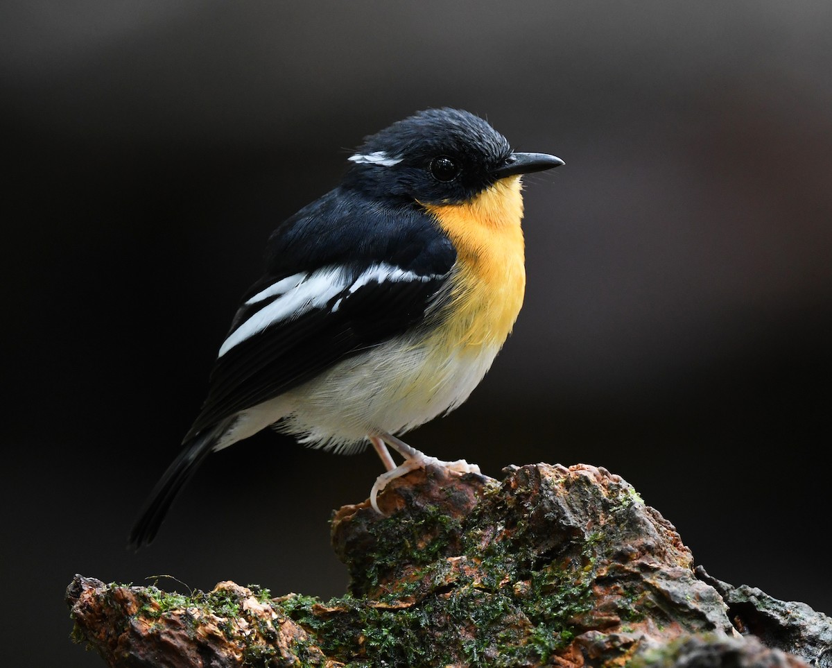Rufous-chested Flycatcher - ML626469341