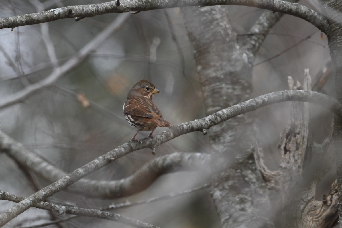 Fox Sparrow (Red) - ML626469587