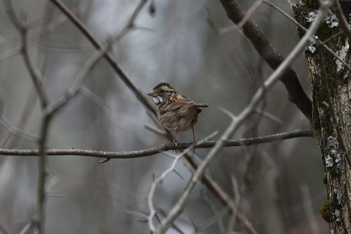White-throated Sparrow - ML626469590