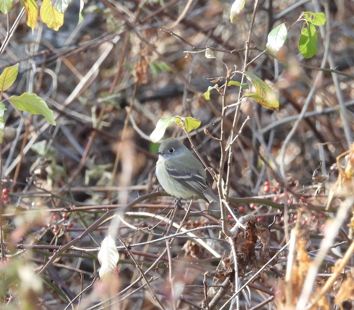 Hammond's Flycatcher - Cat Abbott